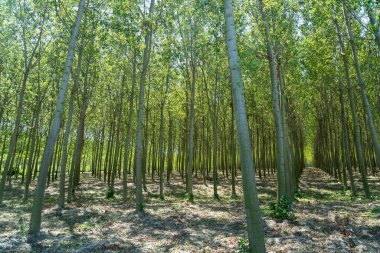 İtalya 'nın Lombardy eyaletindeki Po Nehri bisiklet yolu boyunca yaz manzarası. Kavak
