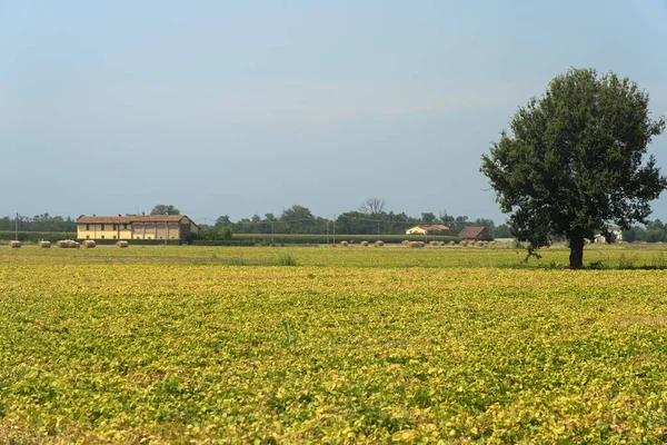 Krajobraz Wiejski Pobliżu Carpaneto Piacentino Prowincji Piacenza Emilia Romania Włochy — Zdjęcie stockowe