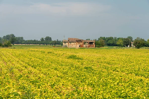 Carpaneto Piacentino Yakınlarındaki Kırsal Alan Piacenza Ili Emilia Romagna Talya — Stok fotoğraf