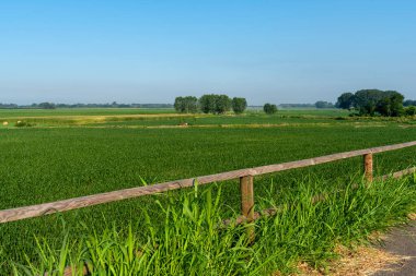 Po Nehri 'nin bisiklet yolu boyunca yaz manzarası Lodi, Lombardy, İtalya