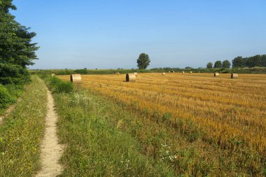 Po Nehri 'nin bisiklet yolu boyunca yaz manzarası Lodi, Lombardy, İtalya