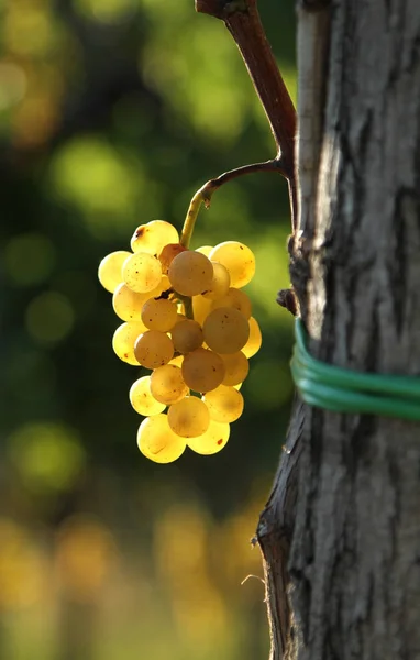 Gele druiven brunch chardonnay Vipava Slovenië vallei — Stockfoto