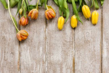 Sarı laleler satır. Bahar arka plan