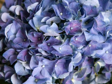 HORTENSIA mor çiçekler closeup arka plan