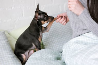 Küçük köpek ile insan dostluk