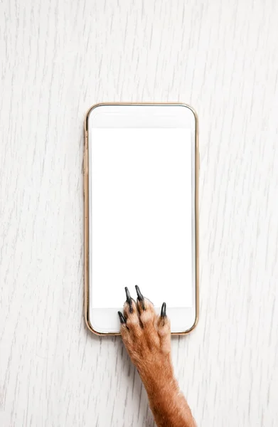 Ahşap arka plan boş cep telefonu ile köpek