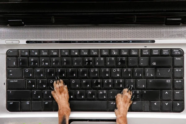 Dog working on computer top view — Stock Photo, Image