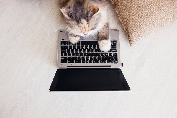 Fluffy cat lays on wooden floor with laptop