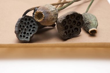 Dekoratif arka planını poppyheads kadar kurutulmuş