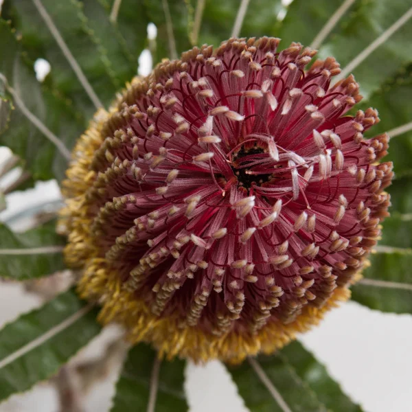 Primer plano de hermosa flor de proteus en jarrón — Foto de Stock