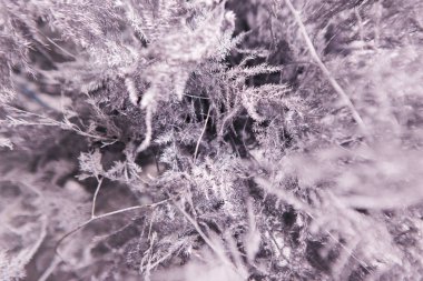 Eğrelti otları, üstten görünüm sepya gri çiçek arka