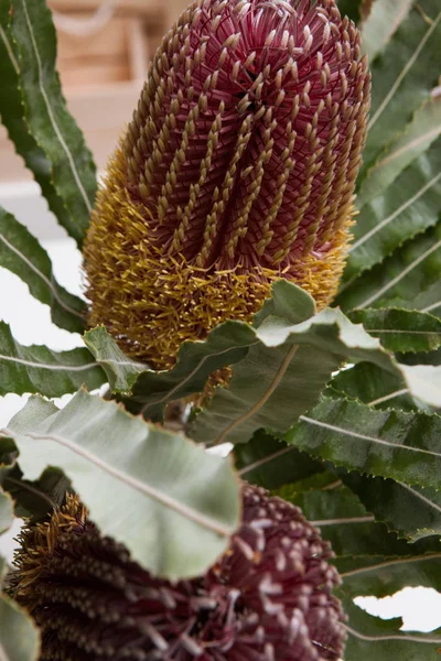 Primer plano de hermosas flores de proteus en jarrón — Foto de Stock