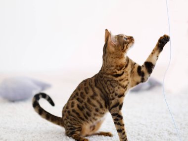 safkan bengal kedi evcil hayvan numune