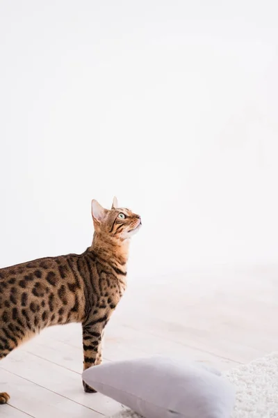 family pet domestic animal bengal cat standing