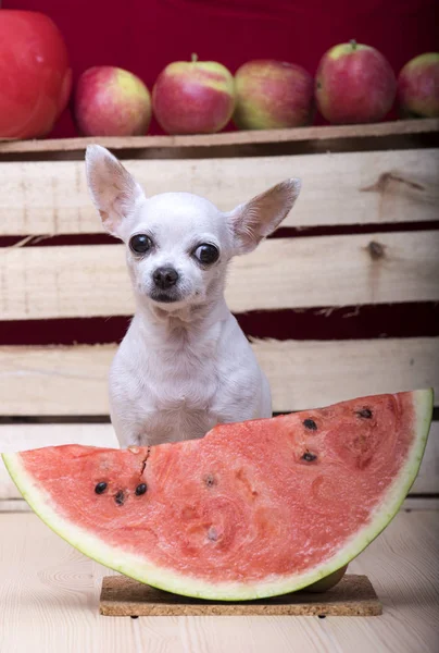 Chihuahua and a piece of juicy watermelon