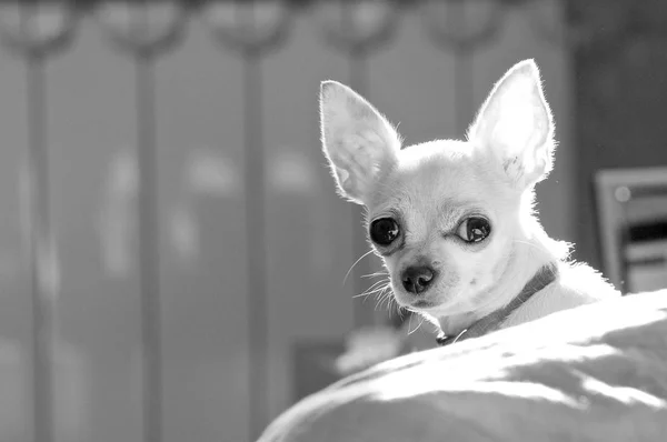 Black-white portrait of a Chihuahua breed dog