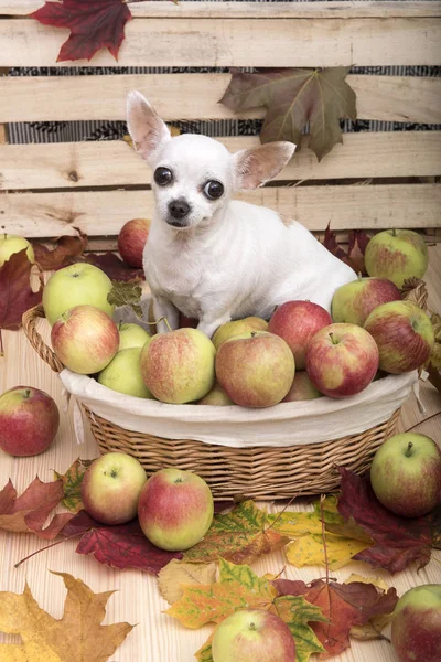 Chihuahua, maple leaves and apples