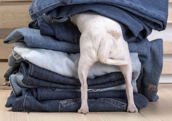 A small white dog of the Chihuahua breed is hiding in a pile of