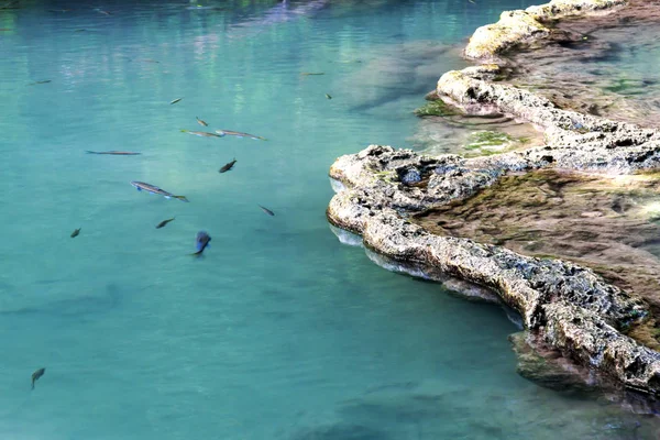 Şelale su zümrüt küçük balık