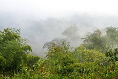 Ağaç orman fresch ile yağmur sonra sisli
