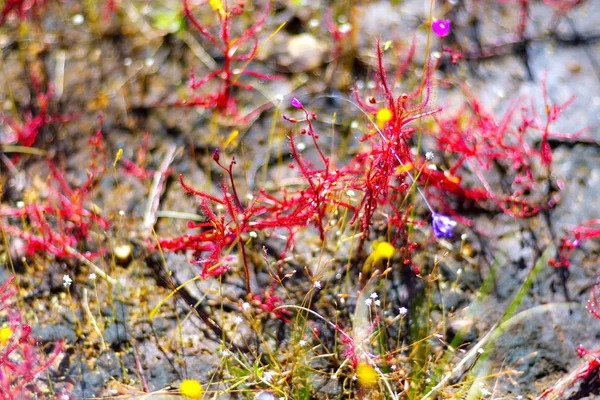 Drosera indica mooi met achtergrond — Stockfoto