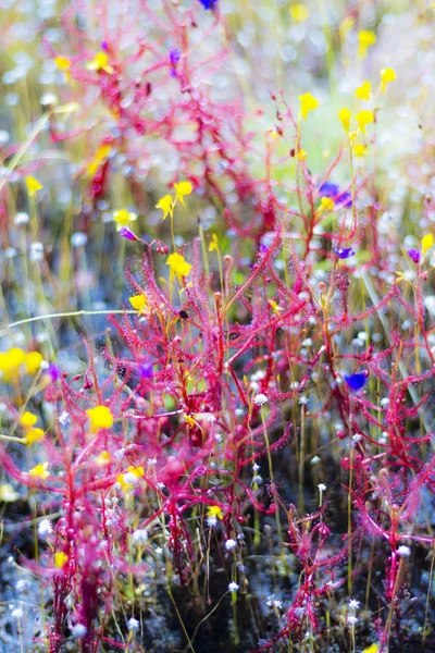 Drosera indica mit nassem Schwarzgrund — Stockfoto