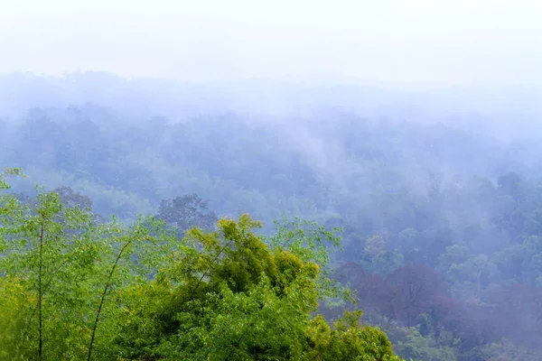 Forêt d'arbres verts frais avec brouillard après la pluie — Photo