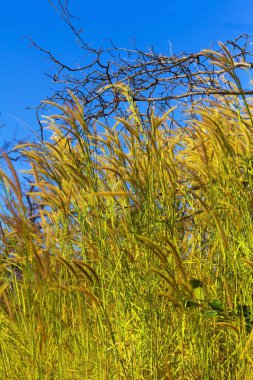 Pennisetum çiçek çiçek açan üflenir
