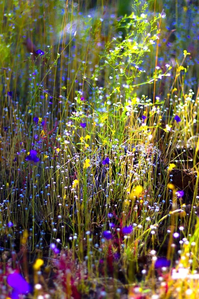 Utricularia delphinoides Thor.ex Pell. Utricalaria minitissi mix