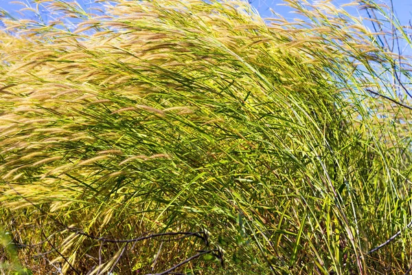 Pennisetum çiçek yamaç