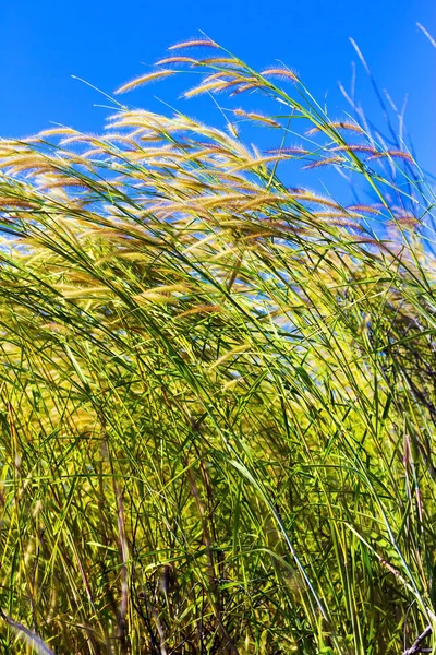 Pennisetum flor bonita e céu — Fotografia de Stock