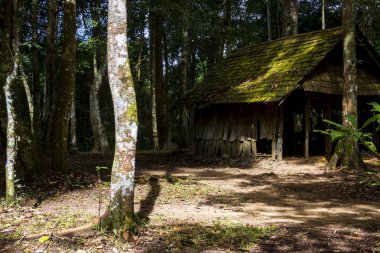 Eski ahşap kulübe yeşil orman ve ışık güneş