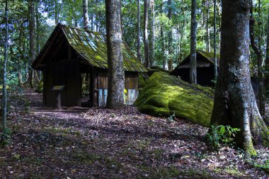 Orman ve yeşil ağaç eski ahşap evde