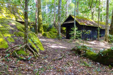 Orman ağacı ile eski ahşap evde