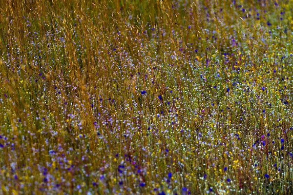 Hedyotis sp. Flussunschärfe mit Hintergrund — Stockfoto