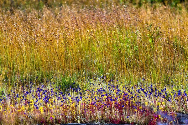 Utricularia delphinoides krásné rozostření zlatá tráva — Stock fotografie