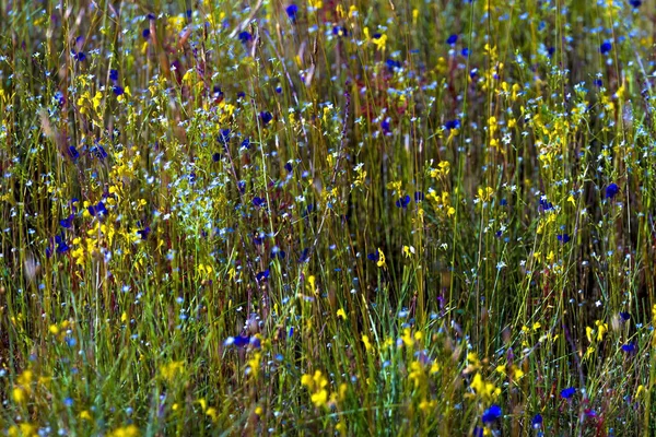 Utricularia delphinoides 및 필드 그린 잔디 — 스톡 사진