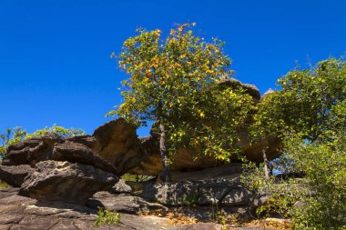 Mavi gökyüzü ile orman güzellik