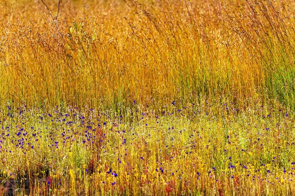 Utricularia delphinoides flowe mix alan altın çim 