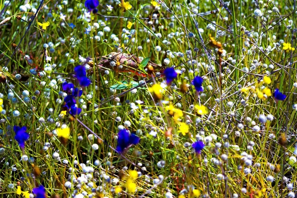 Utricularia blüht auf trockenem Feld — Stockfoto