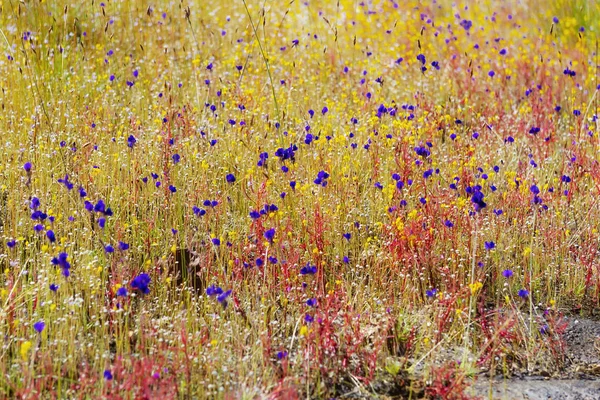 노란색 배경으로 아름 다운 Utricularia delphinoides — 스톡 사진