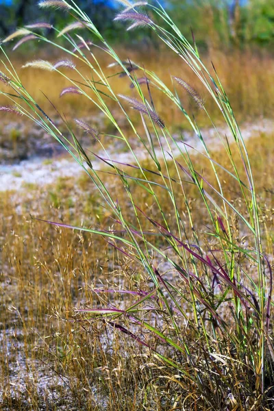 Pennisetum e fundo seco — Fotografia de Stock