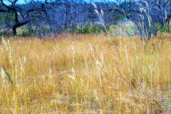 Herbe de fleurs sèches belle avec forêt floue — Photo