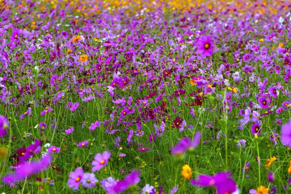 Cosmos flower idyllic with pink and yellow — Stock Photo, Image