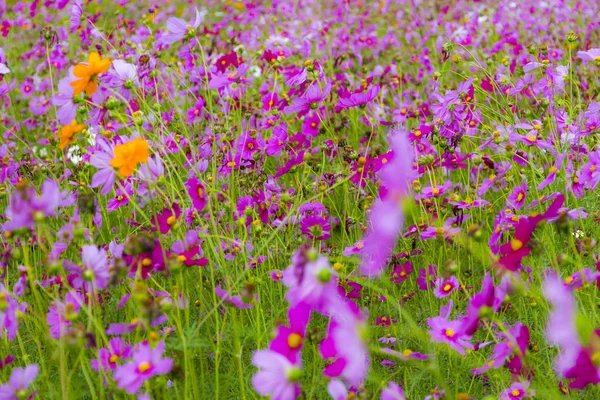 Kosmos Blume idyllisch mit rosa und grün — Stockfoto