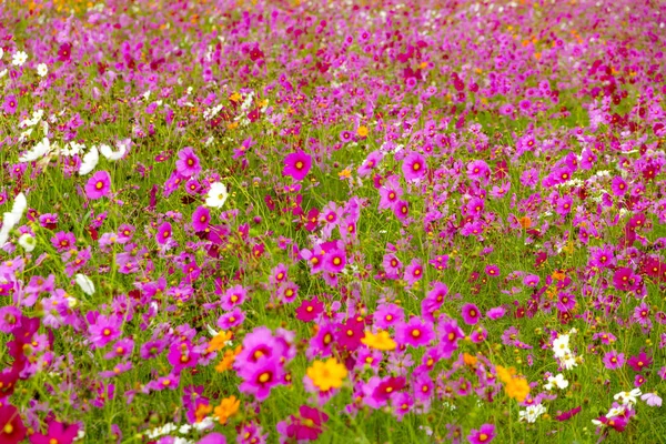 Cosmos flor bonita com fundo de borrão rosa — Fotografia de Stock