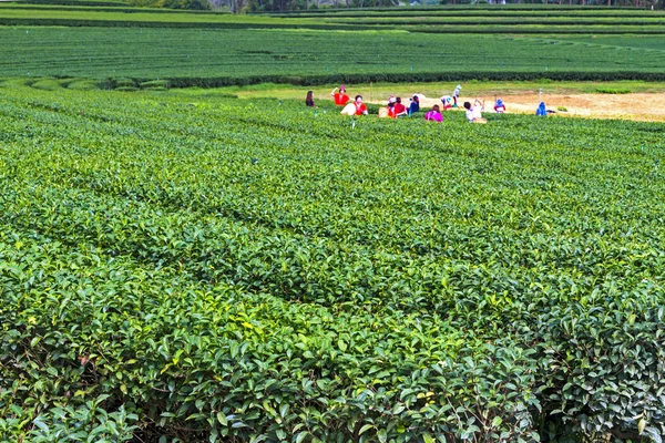 茶园及野茶旅行团 — 图库照片