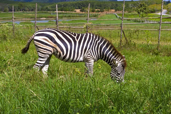 Zebra gård äter gräs på Singh Park — Stockfoto