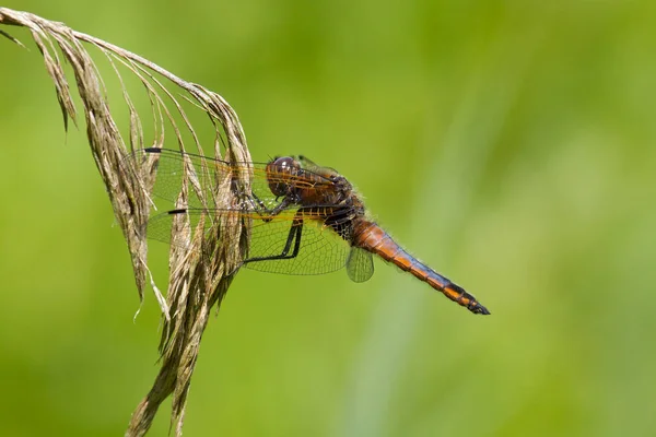 稀缺的猎人蜻蜓休息. — 图库照片