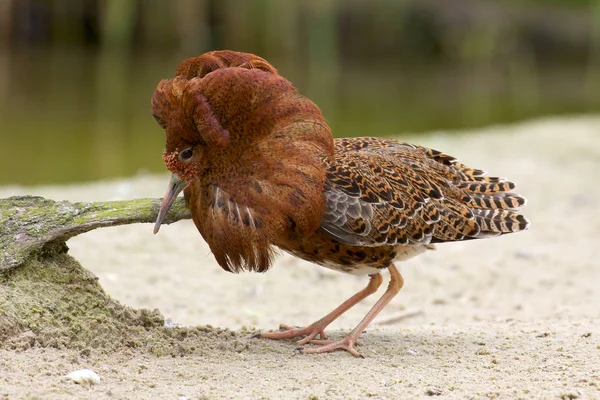 Male Ruff in breeding plumage. — Stock Photo, Image
